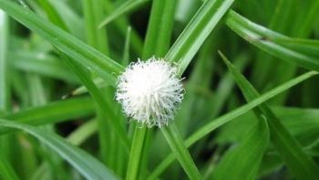 Những tác dụng hữu ích của cỏ bạc đầu