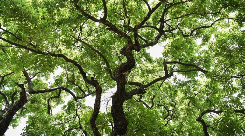 Dù đã trải qua 300 năm nhưng cây thị cổ thụ vẫn xanh tốt.