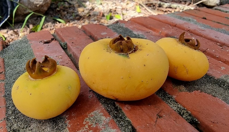 Cây thị cổ thụ vẫn cho quả đều đặn theo mùa.