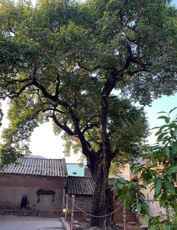  Cây thị là chứng nhân lịch sử, biểu tượng cho sức sống mãnh liệt, kiên cường và niềm tự hào quê hương Bắc Giang anh hùng.