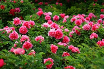 Trồng 5 loại hoa cát tường trong nhà, con cháu rủng rỉnh tiền tiêu