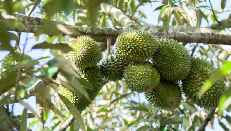 bảo đảm việc tuân thủ quy định về xuất khẩu sầu riêng 