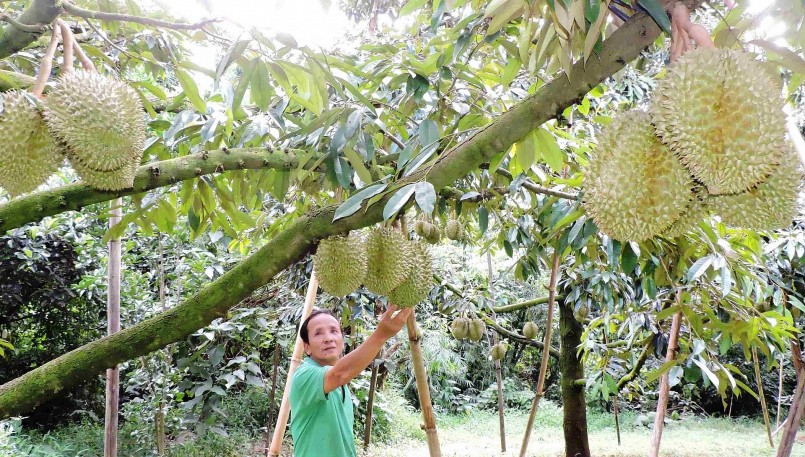tại Tây Nguyên mới thu hoạch lác đác nhưng đã có nhiều mối đến hỏi mua trước cả vườn.