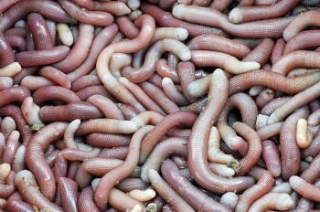 Loại hải sản được ví như "mỳ chính của nhà giàu",  nhiều người coi là "thần dược", chuyên gia nói gì?