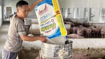 Giá heo hơi hôm nay 31/7: Bế tắc khi phụ thuộc thị trường nội địa giá heo có bứt giá trở lại từ tháng 8?