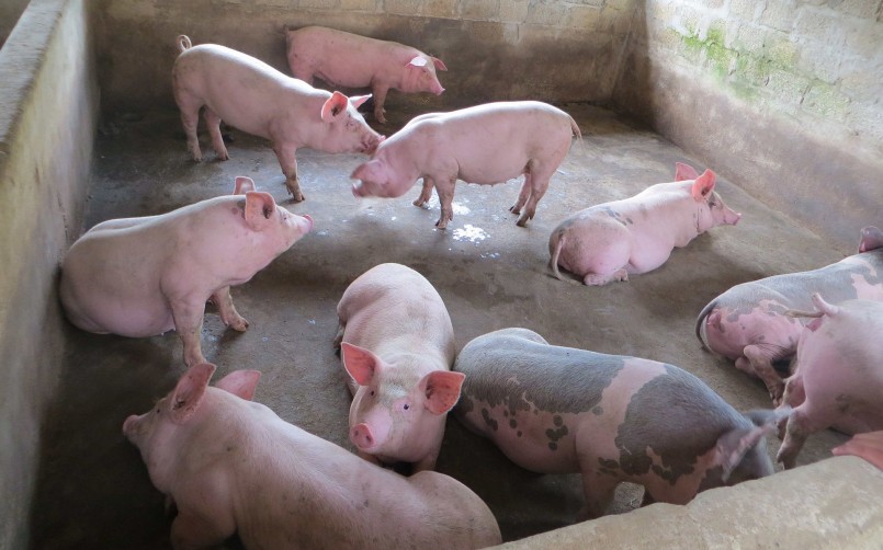 Giá heo hơi hôm nay (31/7) Theo nhận định của một số chuyên gia từ tháng 8/2023 trở đi sẽ phục hồi trở lại và đạt quanh mức 70.000 đồng/kg. Giá heo hơi hôm nay (31/7) Theo nhận định của một số chuyên gia từ tháng 8/2023 trở đi sẽ phục hồi trở lại và đạt quanh mức 70.000 đồng/kg.