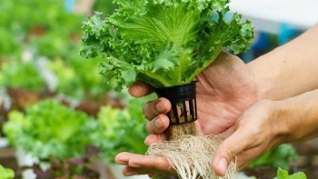 Sử dụng dòng nước tuần hoàn nuôi cá trên bạt lại có thêm vườn rau sạch thu nhập 10 triệu mỗi tháng