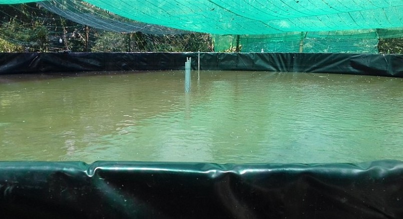 Nuôi cá trên bạt được nhiều địa phương áp dụng nếu ứng dụng quy trình tuần hoàn sẽ khắc phục được ô nhiễm nguồn nước.