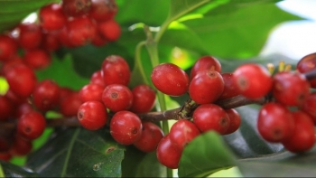 Giá nông sản hôm nay 31/7: Cà phê đồng loạt lao dốc, hồ tiêu tăng rải rác lên đỉnh mới