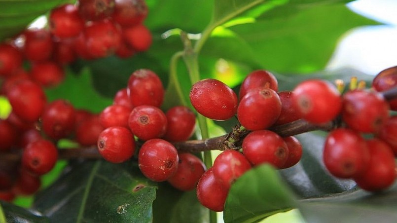 Giá nông sản hôm nay (31/7) giá cà phê hôm nay trong phiên đầu tuần tiếp tục đà lao dốc trên sàn kỳ hạn. Giá nông sản hôm nay (31/7) giá cà phê hôm nay trong phiên đầu tuần tiếp tục đà lao dốc trên sàn kỳ hạn.