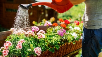 Trồng hoa xuất hiện 3 dấu hiệu này, tưới nước chẳng khác nào “dội axit” lên cây