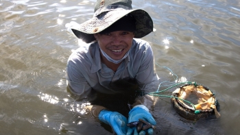 Hải sản 'tiến Vua' ở Đà Nẵng đang 'gây nghiện' trong ngày hè, dân trầm mình bắt kiếm tiền triệu