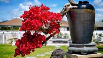 Đam mê cây cảnh, sang Mỹ rồi vẫn kỳ công tạo nên vườn bonsai đậm chất Việt