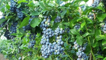 6 thực phẩm chống lão hoá mạnh hơn vitamin E gấp 50 lần, có món giàu canxi gấp 6 lần sữa