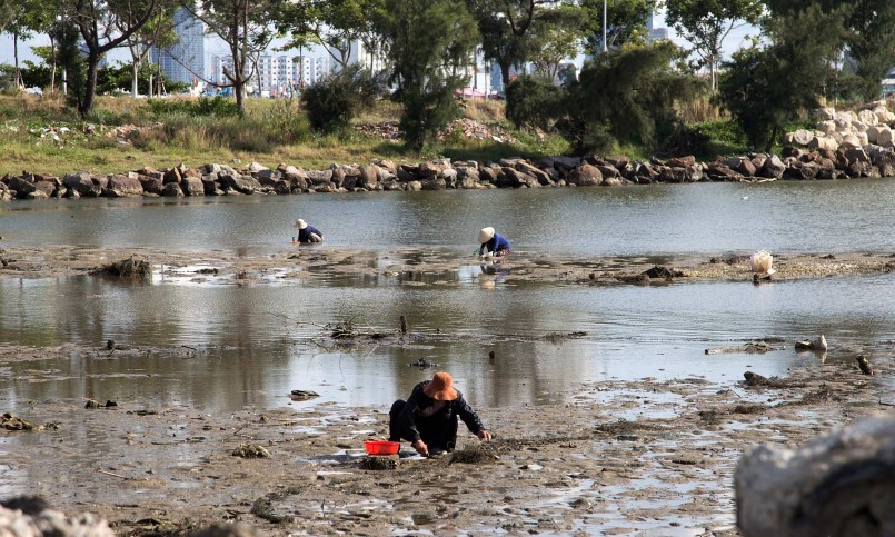 Khi nước triều rút, người dân lại ra khu vực bãi cát ở vịnh Mân Quang đào con phi.