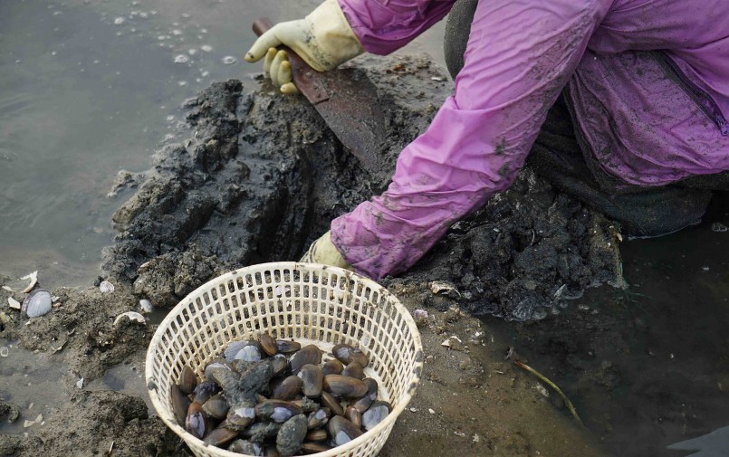 Con phi sống ở vùng nước lợ và mặn, thân giống con trai biển, để bắt được người dân dùng vật nhọn đào sâu dưới lớp bùn cát.