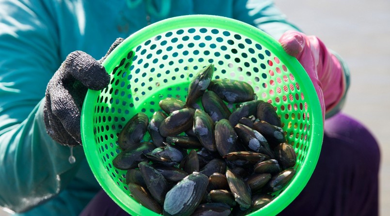 Con phi là đặc sản hiếm, xưa từng là sản vật tiến Vua, nay được thực khách ưa chuộng.