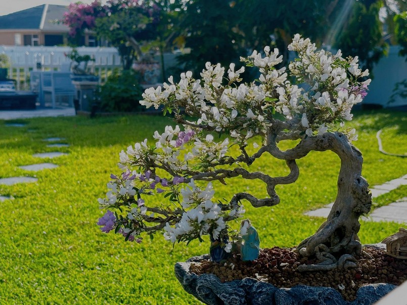 Đây là gốc linh sam trắng lẫn tím nguyên bản trong vườn nhà mà anh đã kỳ công sưu tầm về chăm sóc.