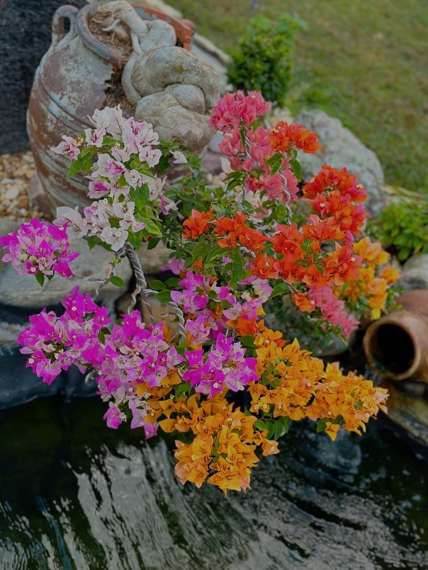 Sau ba năm chơi bonsai, vườn của anh Bách có hơn 500 cây với khoảng 200 loại khác nhau đa số là những loại mà người Việt ưa chuộng.