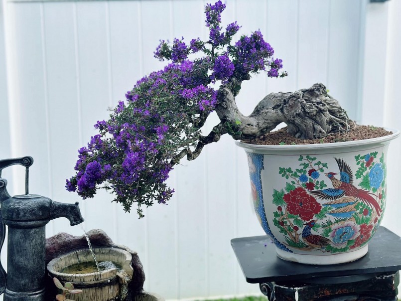 Một trong những loài anh Bách thích nhất là linh sam. Vườn có những gốc tuổi đời cả chục năm.