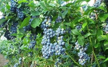 6 thực phẩm chống lão hoá mạnh hơn vitamin E gấp 50 lần, có món giàu canxi gấp 6 lần sữa