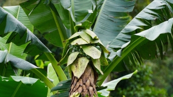 Tác dụng chữa bệnh của cây chuối hột rừng không phải ai cũng biết