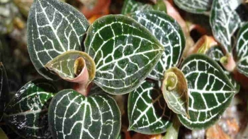 Sưu tầm, nhân bản "kỳ hoa dị thảo" lan kim tuyến cũng là kho thuốc quý khách ngoại đặt hàng chờ mua