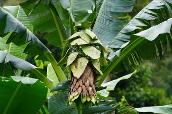 Tác dụng chữa bệnh của cây chuối hột rừng không phải ai cũng biết