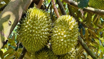 Chuẩn bị cán đích 1 tỷ USD xuất khẩu, nhưng sầu riêng Việt vẫn mang nặng tư duy "ao làng"