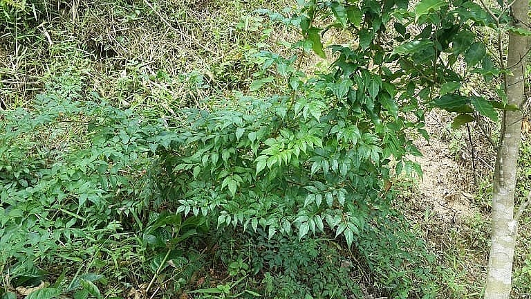 Hình ảnh cây chè dây leo trong rừng