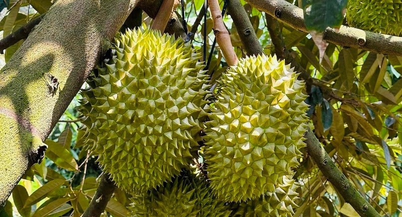 Sầu riêng Việt Nam liên tiếp lập kỷ lục về xuất khẩu và chuẩn bị đạt kim ngạch 1 tỷ USD.
