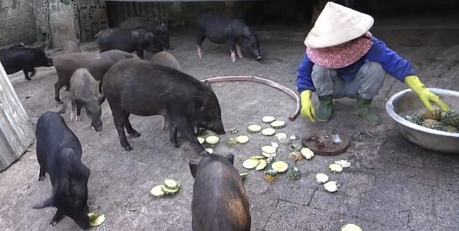 Trang trại cũng nuôi heo theo phương pháp hữu cơ.