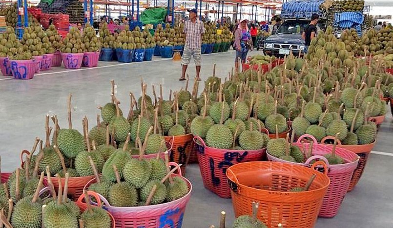 từ đầu năm đến nay, sầu riêng của Việt Nam xuất khẩu tăng cao đột biến, đặc biệt trong 2 tháng gần đây.