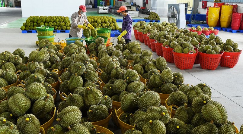 Việt Nam cần chú trọng nâng cao chất lượng sầu riêng với những tiêu chuẩn chặt chẽ.