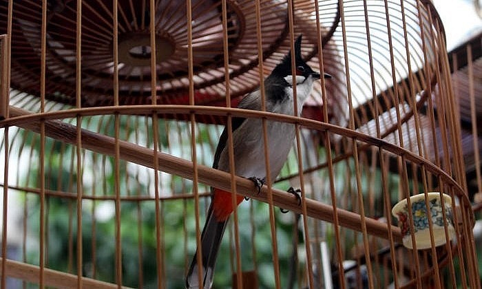 Hiện nay, rất nhiều nơi thú chơi chim chào mào đang bị biến tướng, cá độ tiền, anh Sơn mong muốn phong trào trở nên lành mạnh. (Ảnh minh họa).