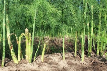 Trồng bạt ngàn măng tây xanh trên đất cằn, cắt bán 70.000/kg, nông dân giàu to