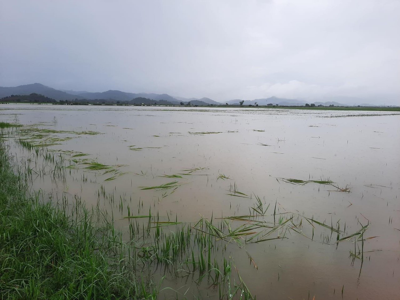Mưa lớn kéo dài làm thiệt hại hơn 900ha diện tích lúa tại huyện Lắk, tỉnh Đắk Lắk.