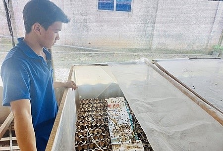 Anh Tân nhận thấy nuôi dế phù hợp với điều kiện ở nông thôn.