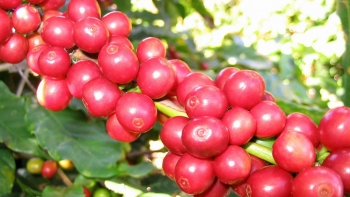 Giá nông sản hôm nay 01/8: Cà phê tăng dữ dội tiến sát mốc 70.000 đồng/kg, hồ tiêu ổn định quanh mốc cũ