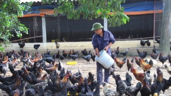 Đưa gà bản về thủ đô chăm như con mọn bù lại tạo cơ hội làm giàu cho cả xã