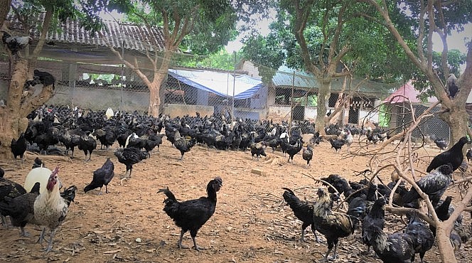 Gà đồi Đông Yên được chăn nuôi, sản xuất theo chuỗi mang lại giá trị kinh tế cao.