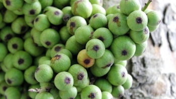 3 loại quả khắc tinh của ung thư, thế giới ca ngợi, Việt Nam vừa nhiều vừa rẻ