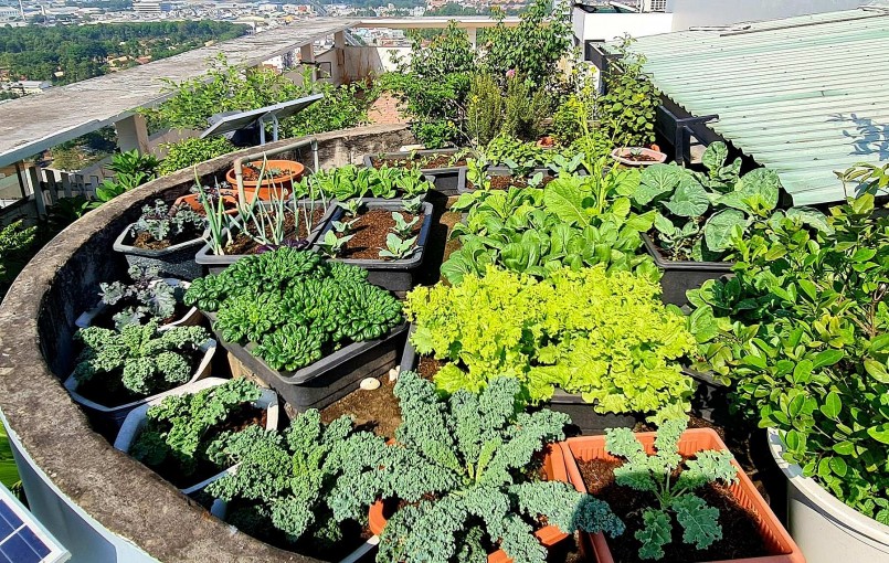 Chị Nga cũng dành một góc sân thượng trồng các loại rau như bắp cải, xu hào, cải kale, cải hoa hồng, mùng tơi, rau ngót, cần tây.