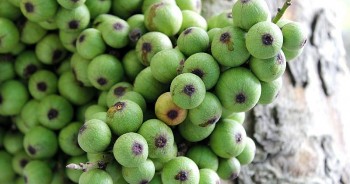 3 loại quả khắc tinh của ung thư, thế giới ca ngợi, Việt Nam vừa nhiều vừa rẻ