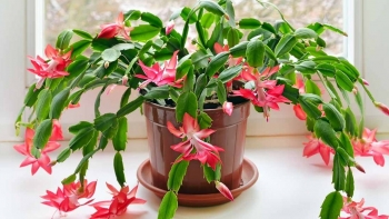 Trồng hoa tưới thứ nước màu vàng này mỗi tuần 1 lần, đất tơi xốp như bánh mì