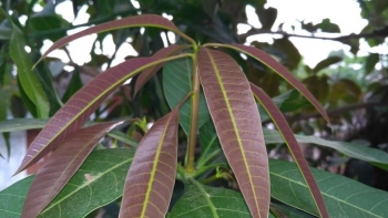 Những lợi ích của lá xoài non đối với sức khỏe không phải ai cũng biết