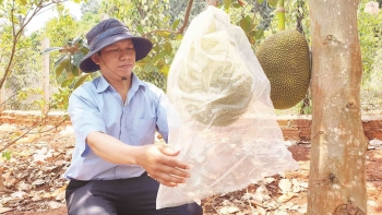 Bí quyết thu lãi nửa tỷ mỗi năm của anh nông dân dân tộc Jrai, trồng toàn cây "hót"