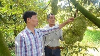 Choáng với phong trào chặt mít, bỏ lúa để ồ ạt trồng sầu riêng, nông dân có đang "đuổi hình bắt bóng"?
