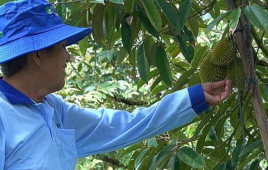 Người dân Tiền Giang chăm sóc sầu riêng.