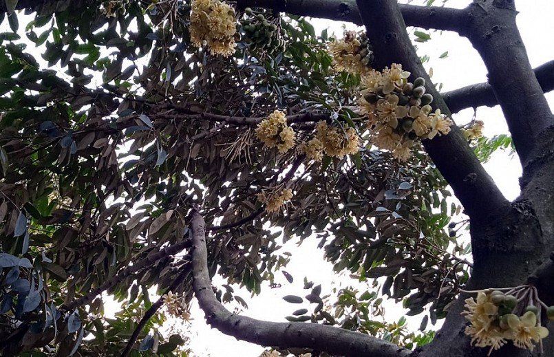 Cây sầu riêng trồng vùng Đồng Tháp Mười có trái nhưng chất lượng không cao.